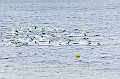 110918_TVJ_0439
