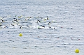 110918_TVJ_0440